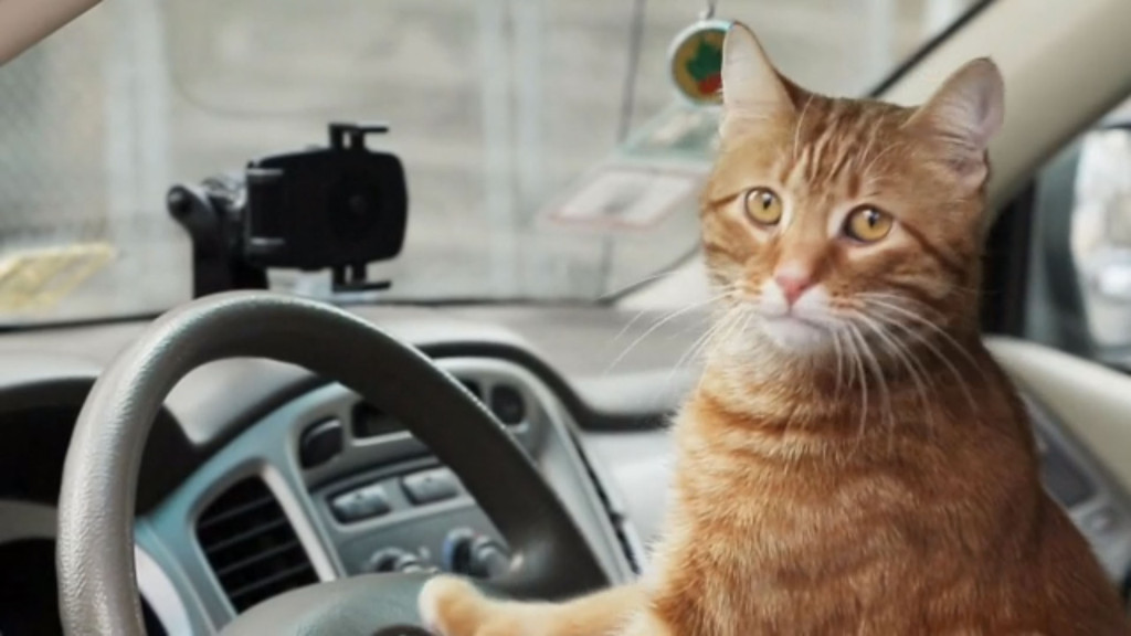 gato-uber