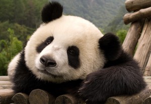 El paraíso de flojera panda