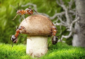 ¿Cuál es la relación entre las hormigas y los hongos?