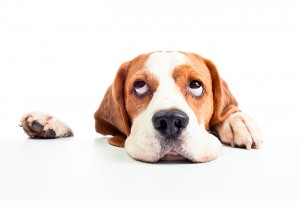 ¿Por qué te puede odiar tu perro?