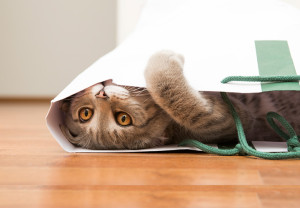 ¿Por qué tu gato maulla?