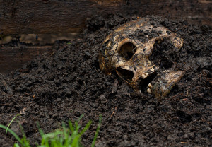 México lleno de fosas clandestinas