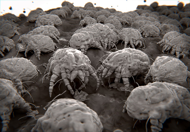 Dust mites, allergens