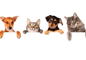 Tener mascotas es bueno para tu salud