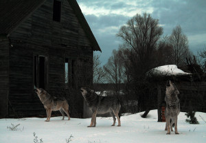 Los animales de Chernobyl