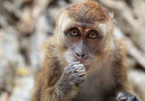 La casi extinción de casi todos los primates