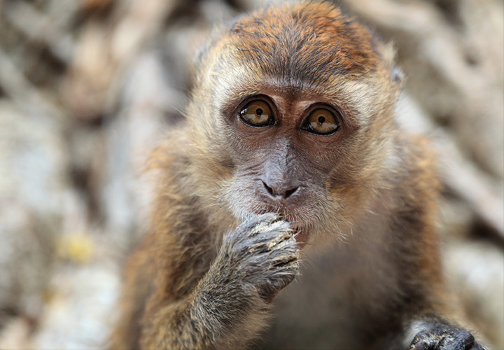 La casi extinción de casi todos los primates