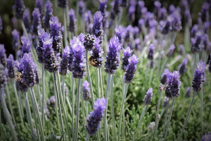 rancho lavanda