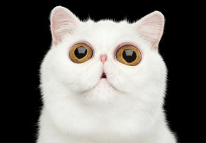Droga para gatos