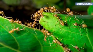 Una relación evolutiva basada en la manipulación