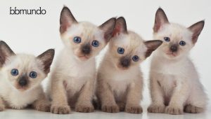 Personalidad de tu hijo según su lugar en la familia