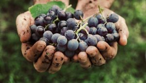 Vinos vegetarianos, ¿Cómo se hacen?