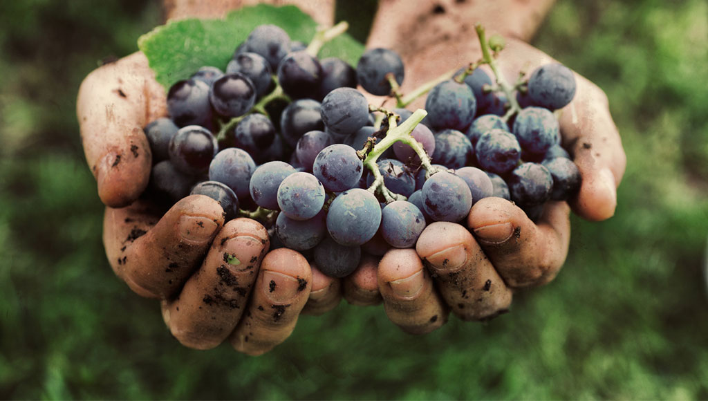 Vinos vegetarianos, ¿Cómo se hacen?