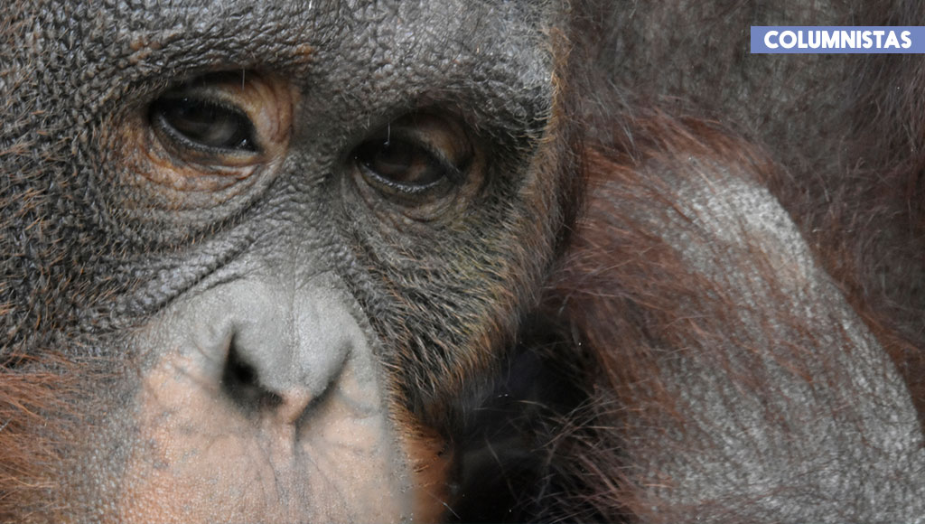 Nuevas especies en peligro de extinción