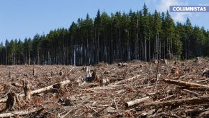 Los bosques y los alimentos en el futuro