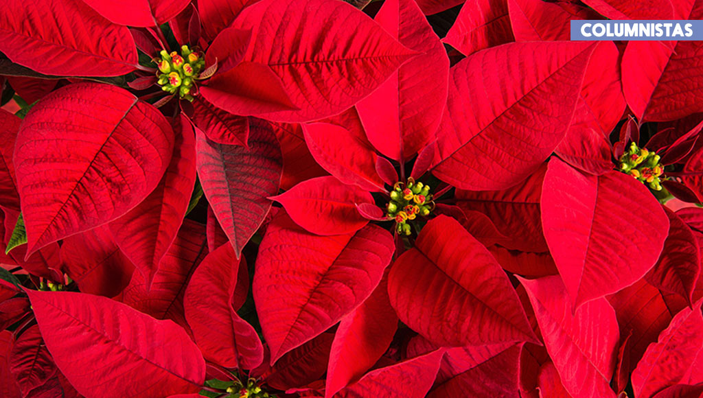 El origen mexicano de la flor de Noche Buena | Moi El origen mexicano de la flor de Noche Buena | Moi