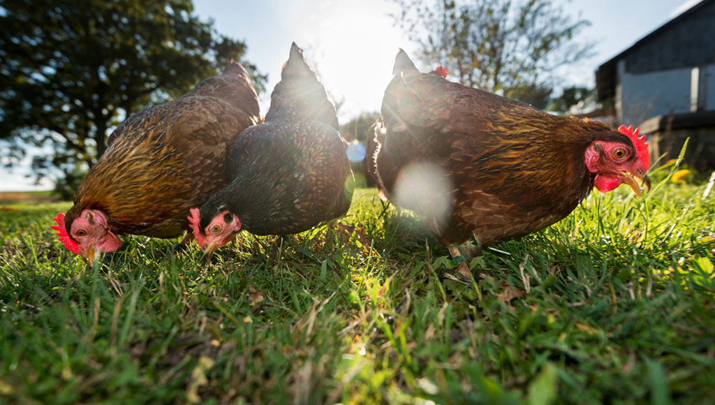 Matamesta: Pollo orgánico vs convencional ? | Moi