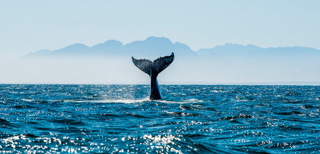¿Por qué debes cuidar los Mares?