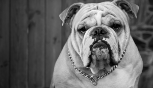 Cómo sobrellevar la muerte de una mascota