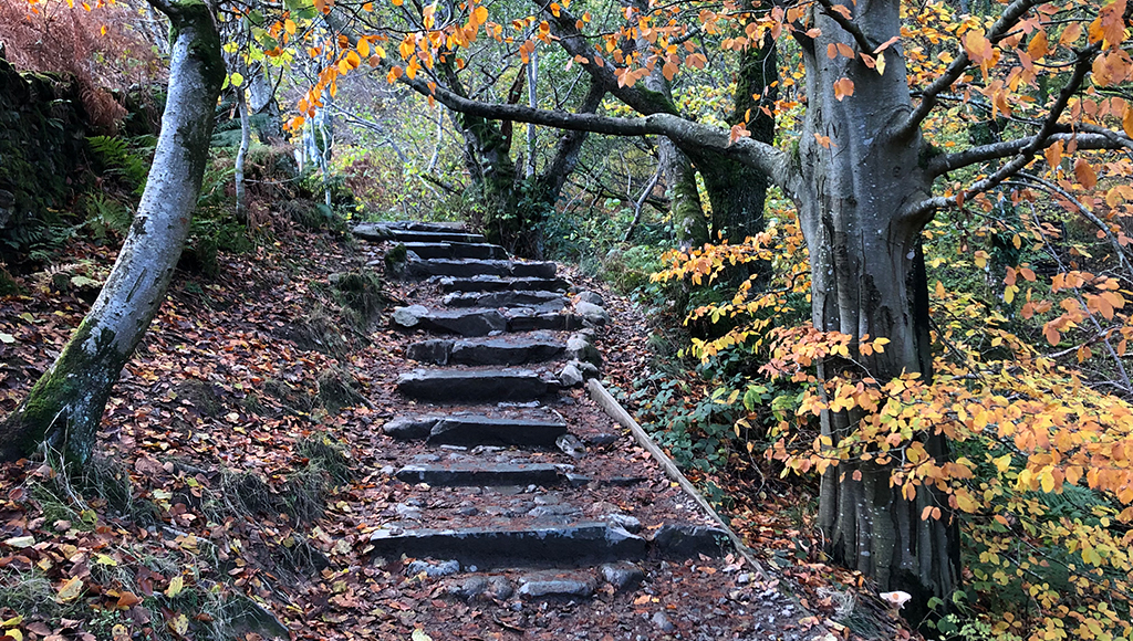 ¿Por qué debes correr si ves escaleras en el bosque?