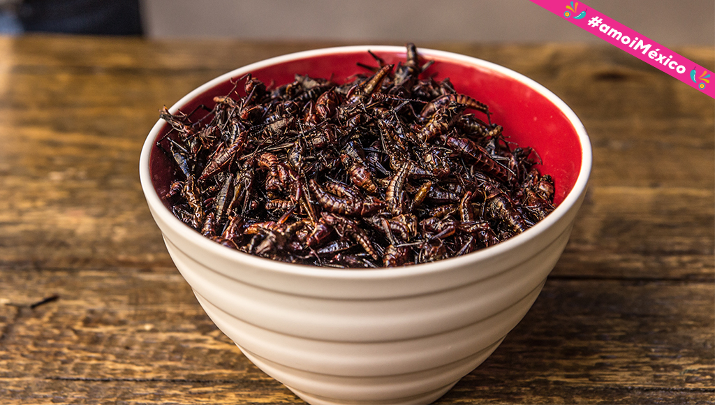 Insectos que se comen en México, dónde y cómo se preparan