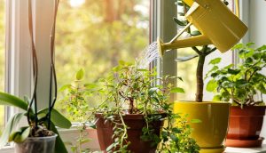 5 plantas antiestrés para casa