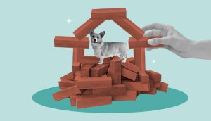 ¿Cómo cuidar a tu mascota en caso de un sismo?