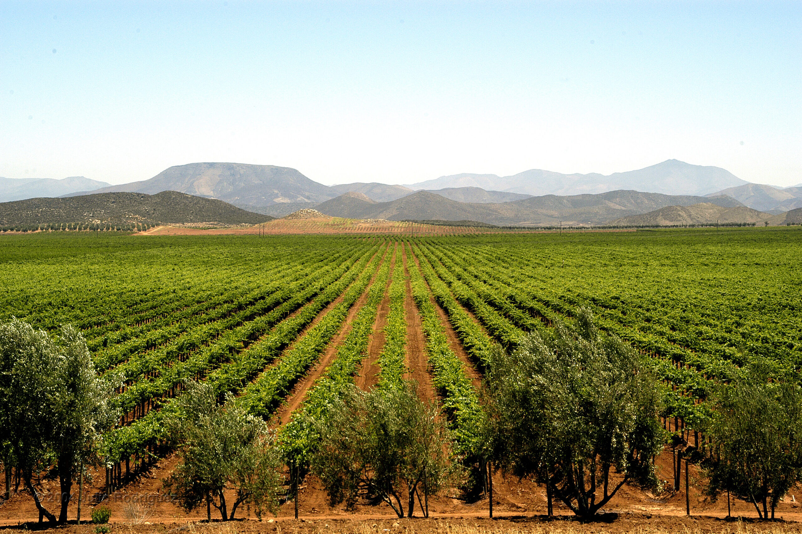 Valle de Guadalupe