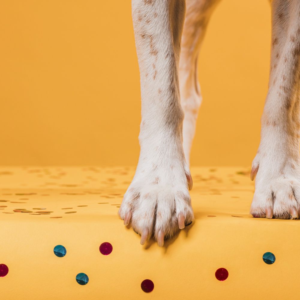 Beneficios de dormir con tu perro