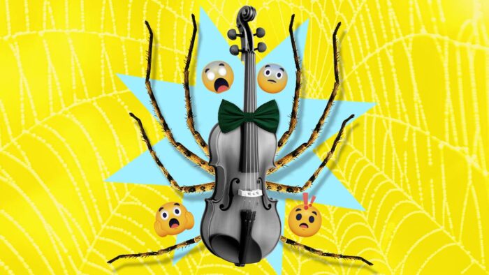 Witsy witsy… ﻿Lo que debes saber de la araña violinista