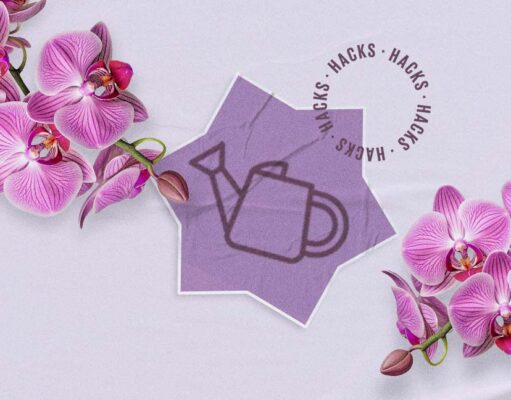 Tips para que no se muera tu orquídea ¡A prueba de novatos!