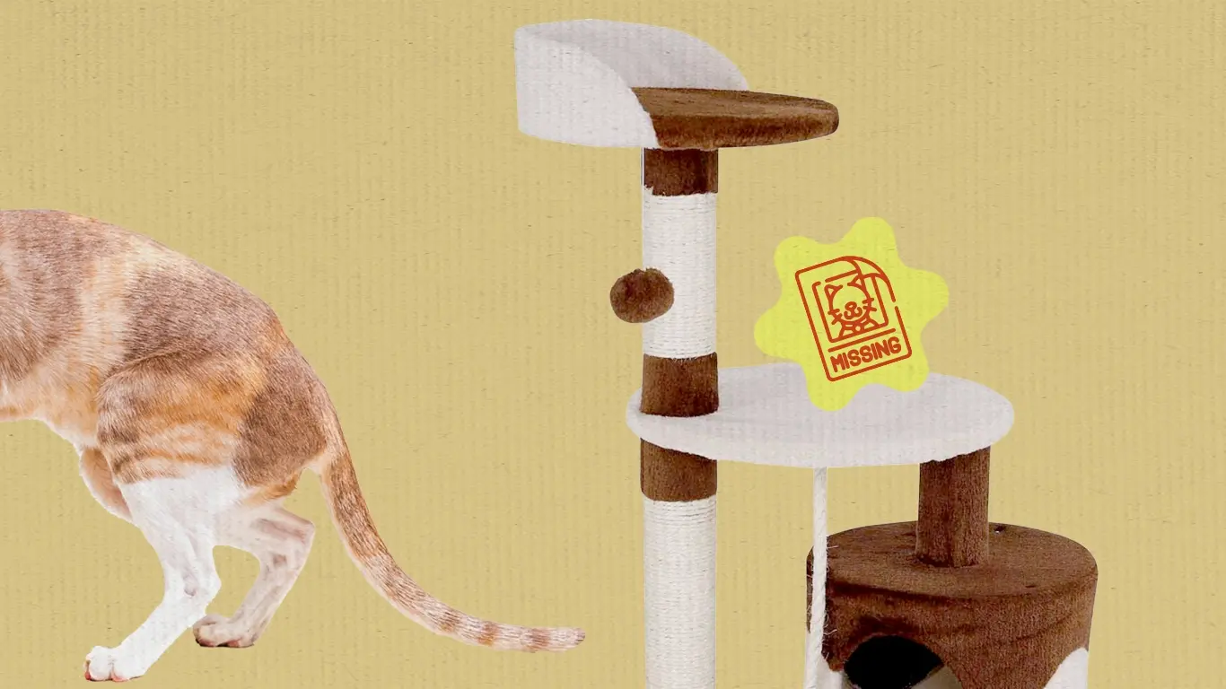 ¿Qué hacer si tu gato se va de casa? ¡Misión imposible!