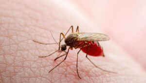 ¡Alerta para viajeros! Fiebre amarilla se declara emergencia sanitaria