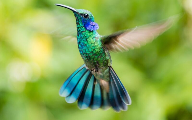 ¿Cuál es el significado espiritual de los colibríes?