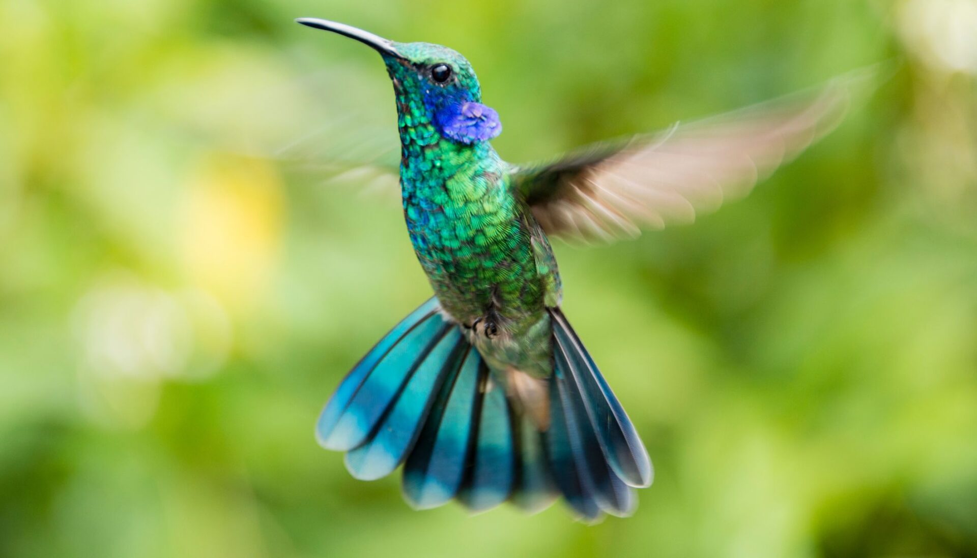 ¿Cuál es el significado espiritual de los colibríes?