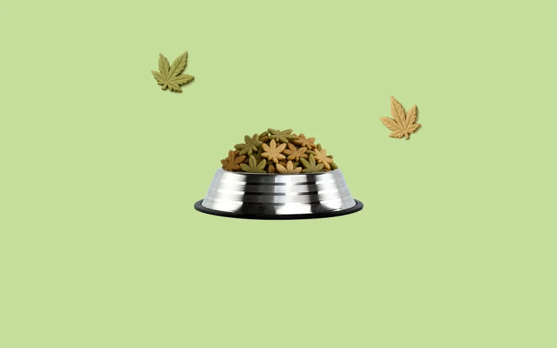 ¿Es seguro darle marihuana a tu perro o gato? ¡Firulais en modo zen!