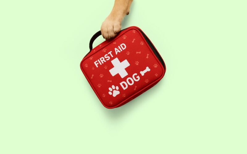 Primeros auxilios para tu perro ¡Pata de emergencia!