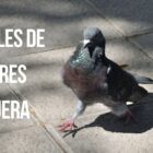 ¿Qué significa ver el número 11:11? Este es el mensaje del número