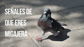 Hábitos de limpieza japoneses que te ayudarán a vivir feliz