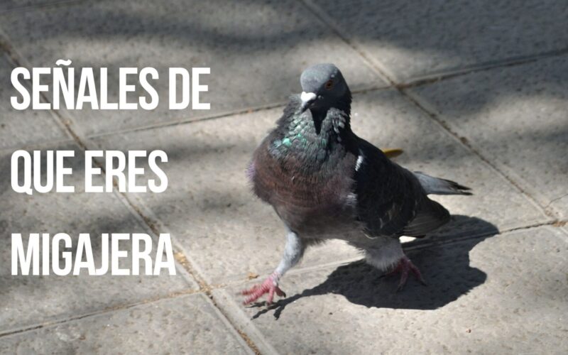 ¿Cómo saber si eres migajera? ¡Estas señales lo dicen a gritos!