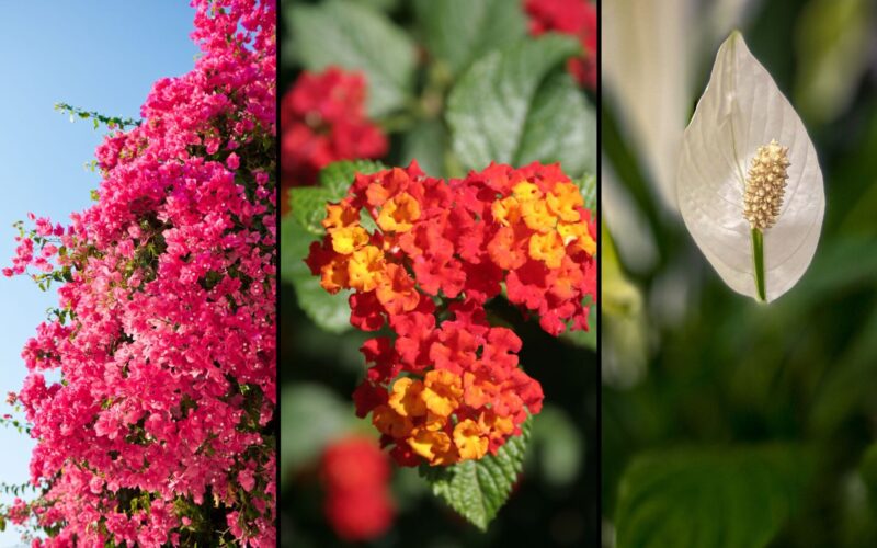 Flores que duran todo el año: 6 plantas que te van a enloquecer