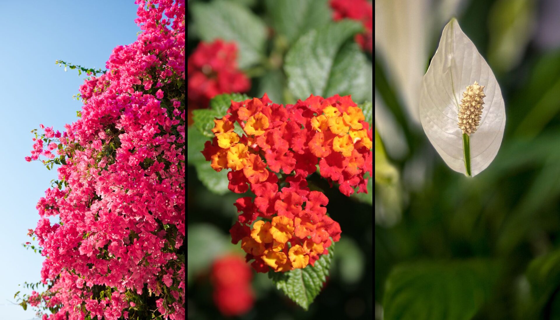 Flores que duran todo el año: 6 plantas que te van a enloquecer