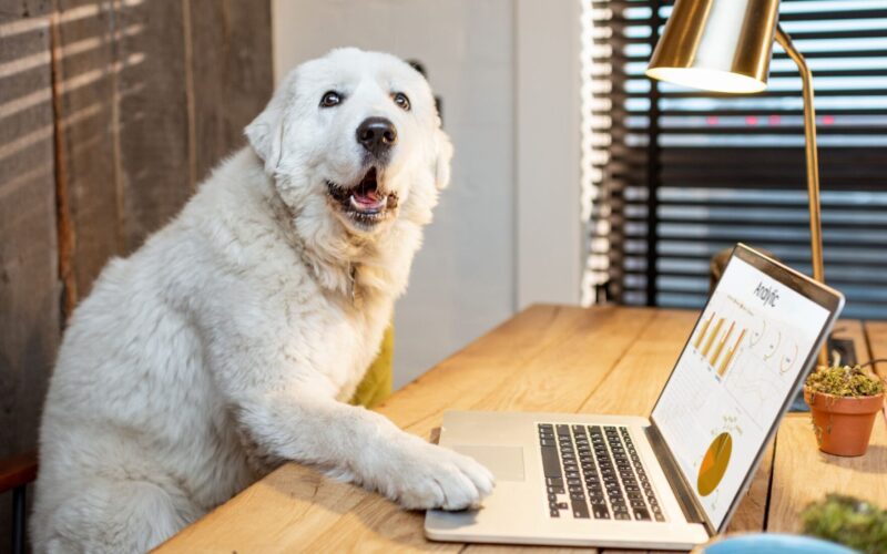 Ideas de trabajos de medio tiempo ¡Don chambitas!