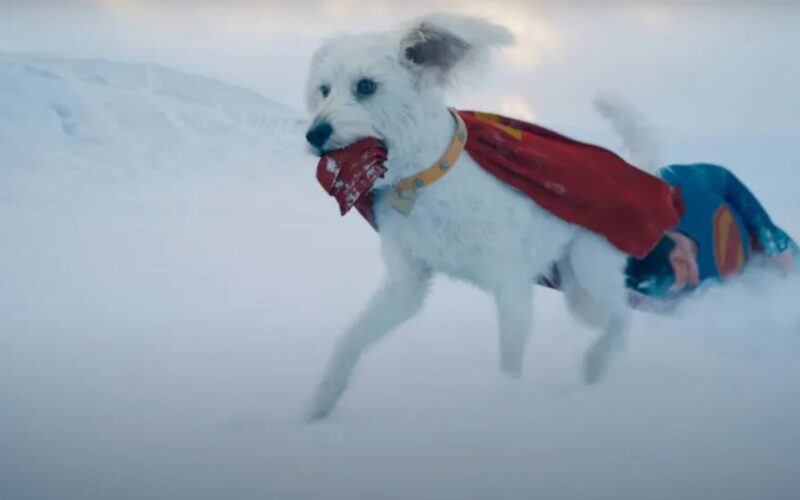 ¿Dónde adoptar perros en CDMX? El efecto Krypto de Superman