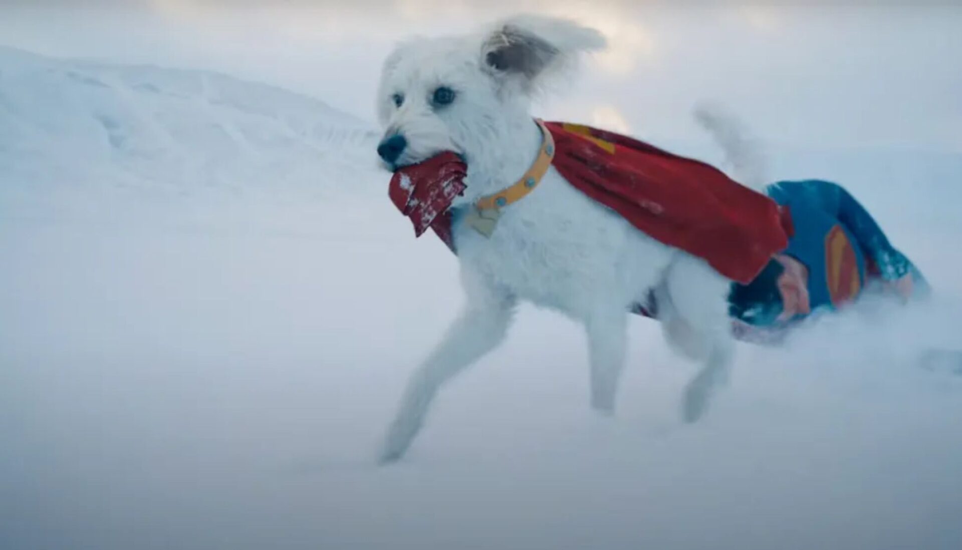 ¿Dónde adoptar perros en CDMX? El efecto Krypto de Superman
