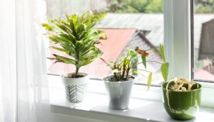 ¡El estado de tus plantas refleja cómo está tu energía! ¿Están marchitas?