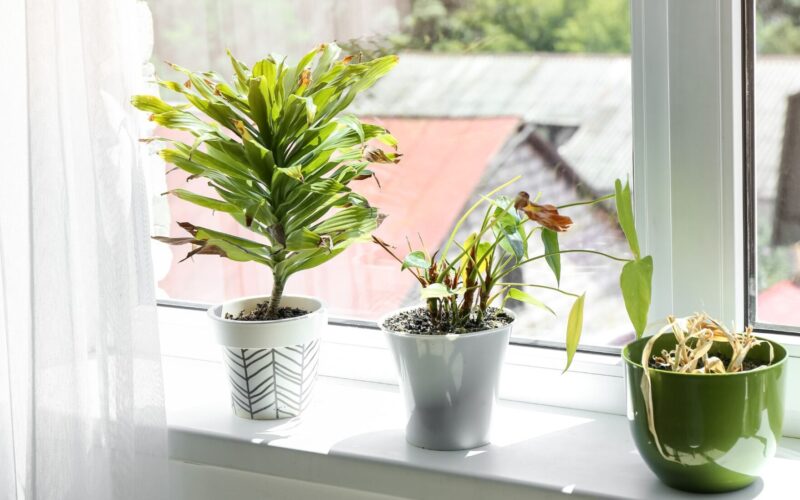 ¡El estado de tus plantas refleja cómo está tu energía! ¿Están marchitas?