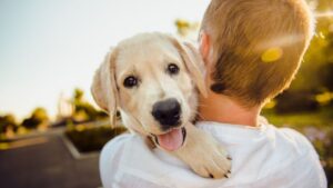 Aprueban custodia compartida del perro si te divorcias  ¡qué culpa tiene el perro!