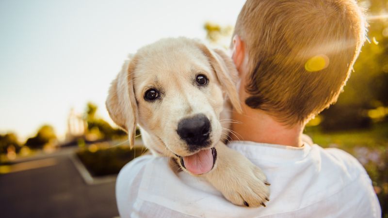 Aprueban custodia compartida del perro si te divorcias  ¡qué culpa tiene el perro!