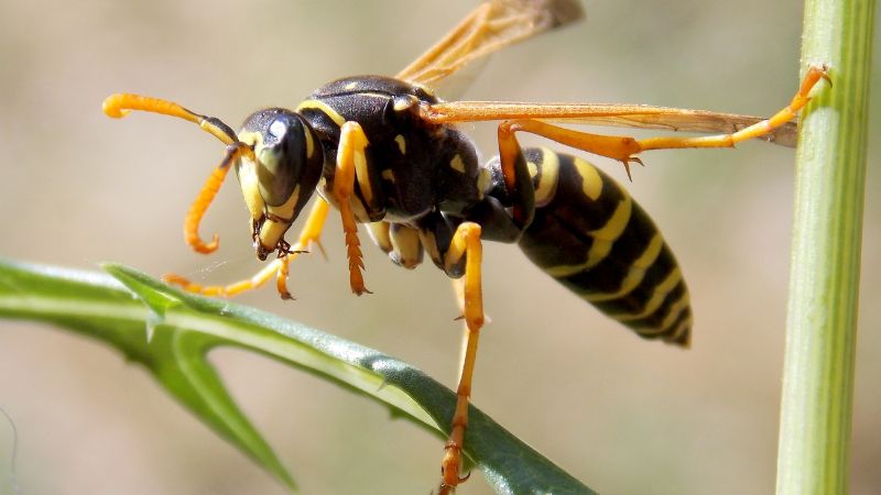 Insectos que salen con la lluvia ¡Aguas con los mosquitos y avispas!